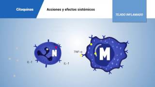 Acciones y efectos sistémicos de las citoquinas [upl. by Caresa]