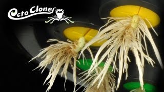 How To Clone Plants Easily And Quickly  The OctoCloner  Cloning 101 [upl. by Iolenta341]