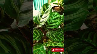 Calathea Makoyana Care Tips How to Grow the Peacock Plant 🌿 peacockplant plants [upl. by Daraj2]