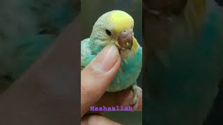 Cadbury the Budgie  viralshortsshortsfeed birds budgries budgies budgey parrot ds pets [upl. by Esorbma420]