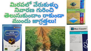 Chilli  మిరప Cotton  పత్తి లో వేరుకుళ్లు నివారణ [upl. by Talanian752]