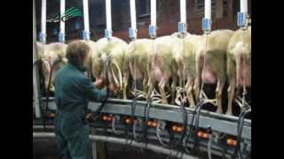 500 schapen melken met carrousel [upl. by Aitnic]