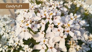 Gamalon mein Candytuft flowers  Growing nad care  UrduHindi [upl. by Ieppet]