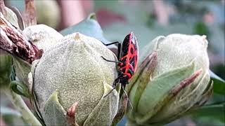 FIRE BUGS Pyrrhocoris apterus Red amp Black Stink Bug [upl. by Fania]