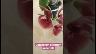 Catasetum pileatum imperiale orquidofilia orchids orquidea catasetum [upl. by Moise10]