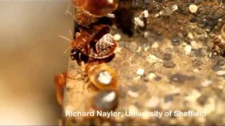 bedbugs mating traumatic insemination [upl. by Nnylirej]