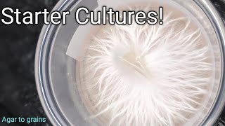 Starter cultures inoculation [upl. by Averir]