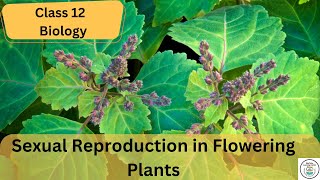 SEXUAL REPRODUCTION IN FLOWERING PLANTS in 41 Minute  Quick Revision PODCAST  NEET [upl. by Bledsoe250]