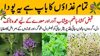 Alfalfa ke fayde  Alfalfa seeds sprouts and leaves health benefits in Urdu  Hindi [upl. by Eniluj]