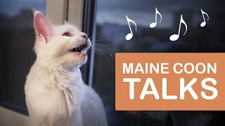 What Does A Maine Coon Sound Like  MAINE COON KITTEN meowing [upl. by Airetas]