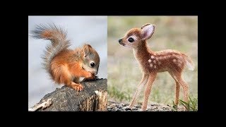 Süße Tierbabys Videos Zusammenstellung  süßer Moment der Tiere 🐤 5 [upl. by Aokek]