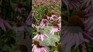 Understanding Echinacea Benefits and Usage  Herbal Medicine [upl. by Portugal]