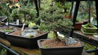 Abies lasiocarpa var arizonica or Corkbark Fir [upl. by Alyehc]