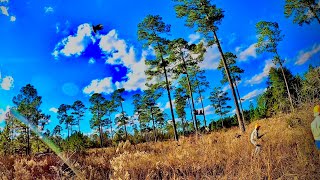 Quail hunting on the plantation [upl. by Eigroeg777]