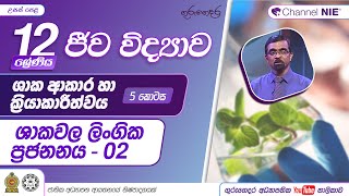 ශාක ආකාරය හා ක්‍රියාකාරීත්වය 5  ශාකවල ලිංගික ප්‍රජනනය12 ශ්‍රේණිය ජීව විද්‍යාව [upl. by Aitrop]