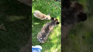 Adorable French Bulldog Puppy Being a Bully To Adult Frenchy [upl. by Drarrej]