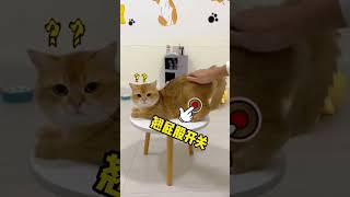 😸掌握猫咪的神奇开关，一秒触发有趣反应 😸Master the cat’s magical switch and trigger interesting reactions in one second [upl. by Dulcia]