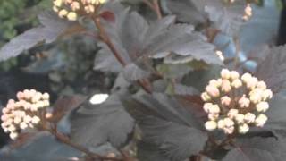 Physocarpus opulifolius Ninebark [upl. by Ahsilla]