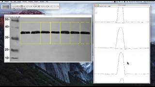 ImageJ tutorial Band Intensity [upl. by Anirdnaxela]