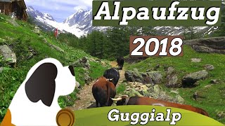 Alpaufzug Guggialp 2018 Montée à lalpageCattle drive [upl. by Anitsyrk221]