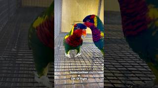 Small yet powerful  The Ornate Lorikeet lorikeet birds ornate pets love exotic india beauty [upl. by Atahs960]