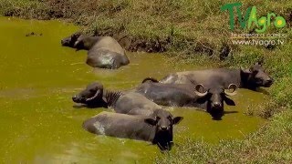 Curiosidades y Características de los Búfalos  TvAgro por Juan Gonzalo Angel [upl. by Nillad]