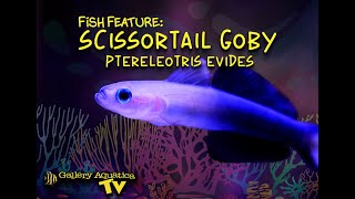 Fish Feature Scissortail Goby  Ptereleotris evides [upl. by Aihsekyw978]