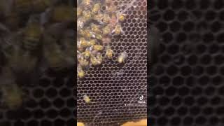 Bunch of Bees at Houston Livestock and Rodeo 2022 March 9 2022 [upl. by Brion827]