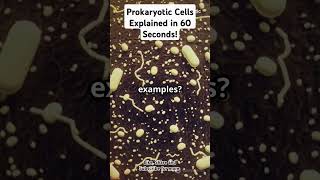 Prokaryotic Cells Explained in 60 Seconds trendingvideos cell cellbiology GCSE NCERT [upl. by Arvind828]