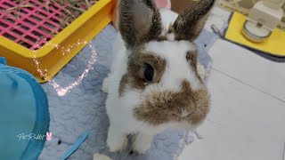 Funny and Cute Bunny Rabbits 😍🐰 Compilation Video 30 [upl. by Atikihc]