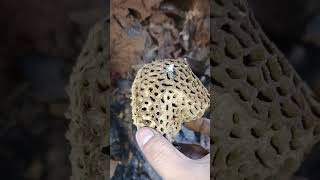 Inside a Termite Mound [upl. by Smallman131]