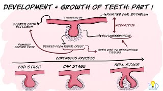 Development and growth of teeth Part I Initiation Bud amp Cap stage [upl. by Laurene]