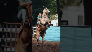 rearing horse riding by a beautiful lady in the competition horseriding shorts rearing [upl. by Gerianna]