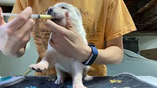 Alabai Puppies second DEWORMING 🫰🪱🥴 [upl. by Erdeid]