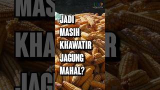 Jagung MAHAL  Pakai PAKAN ALTERNATIF Ini Aja [upl. by Stroud]