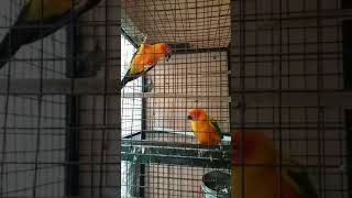 Sun conure sounds 2 [upl. by Rudich]