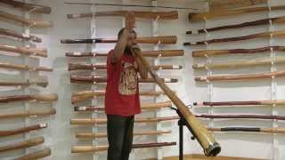 How To Imitate Animal Sounds On The Didgeridoo [upl. by Anelrac]