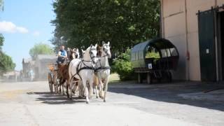 Gestüt Ganschow setzt verstärkt auf Tourismus [upl. by Berkman]