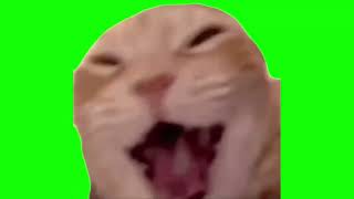 Green Screen Laughing Cat Meme [upl. by Markland]