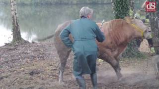 Losgeslagen stier in Dalfsen [upl. by Horodko]