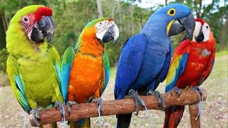 8 Most Beautiful Macaws on Planet Earth [upl. by Clein]