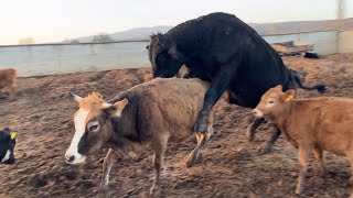 UÇAN BOĞA DOĞAL YOL İLE İNEK TOHUMLAMA İNEK DOĞUM YAPTI👍👍👍 Flying bull cow insemination [upl. by Cliff55]