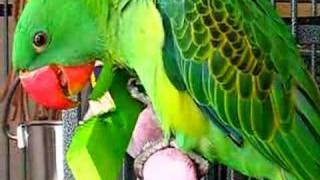 Great Billed Parrot making Toothpicks [upl. by Netsirhc559]