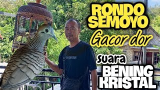 Perkutut Lokal Katuranggan RONDO SEMOYO Gacor 🤩 Suara Kristal Bening [upl. by Marsiella582]