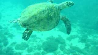 Gulf turtle at Club de Yates beach in Manzanillo Mexico [upl. by Nahgrom]