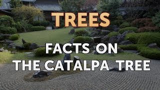 Facts on the Catalpa Tree [upl. by Dedra]