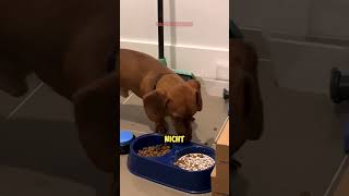 Hund überlistet Besitzer mit SCHOCKIERENDEN Futtertrick 🐶❤️🥣 [upl. by Yahsal469]