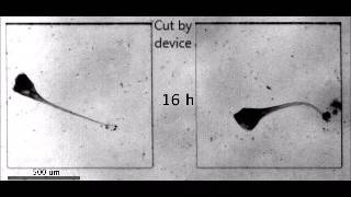 Stentor cells regenerating [upl. by Orsino]