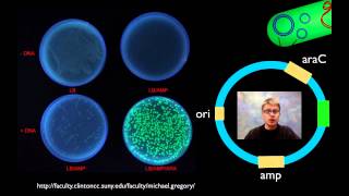 AP Biology Lab 6 Molecular Biology [upl. by Anitniuq]