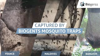 High Performance Mosquito Trap Catching Mosquitoes all Around the World [upl. by Sulohcin412]